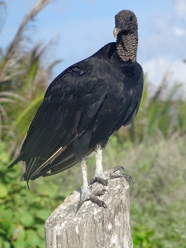 Black vulture (Coragyps atratus)