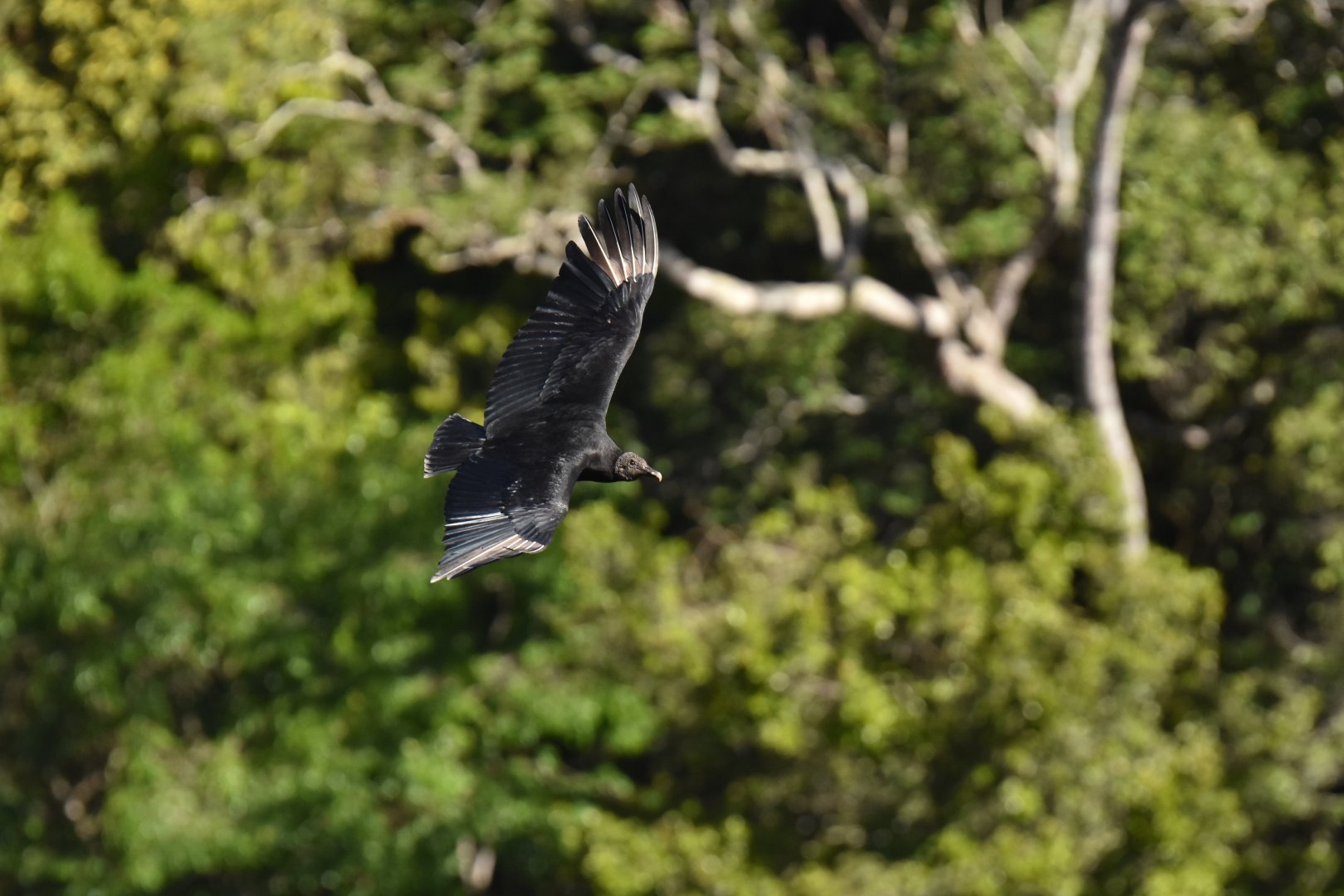 Black Vulture (Coragyps atratus)