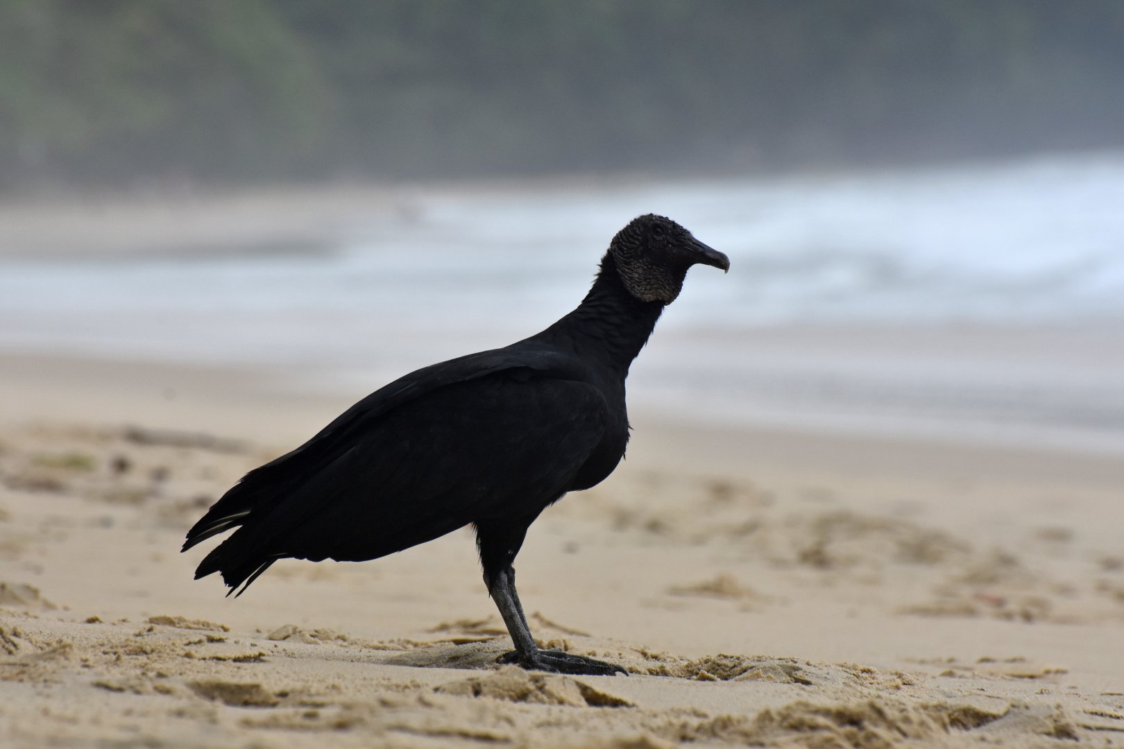 Black Vulture (Coragyps atratus)