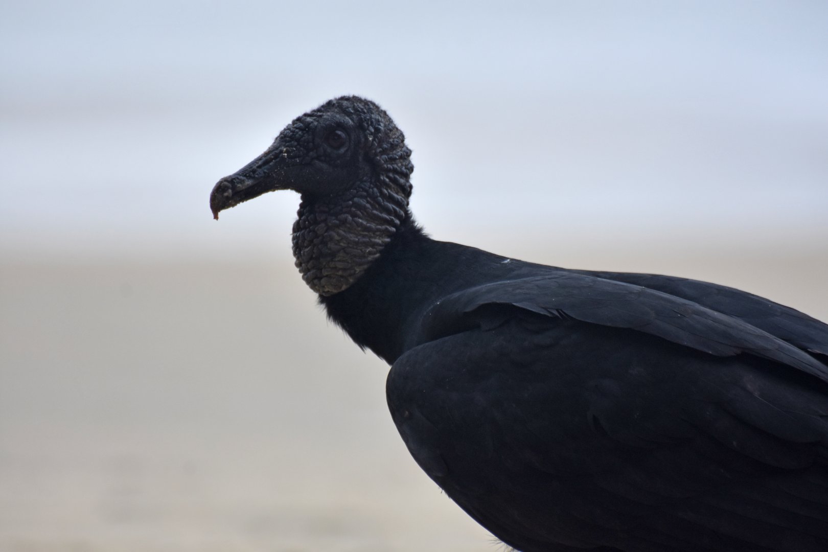 Black Vulture (Coragyps atratus)