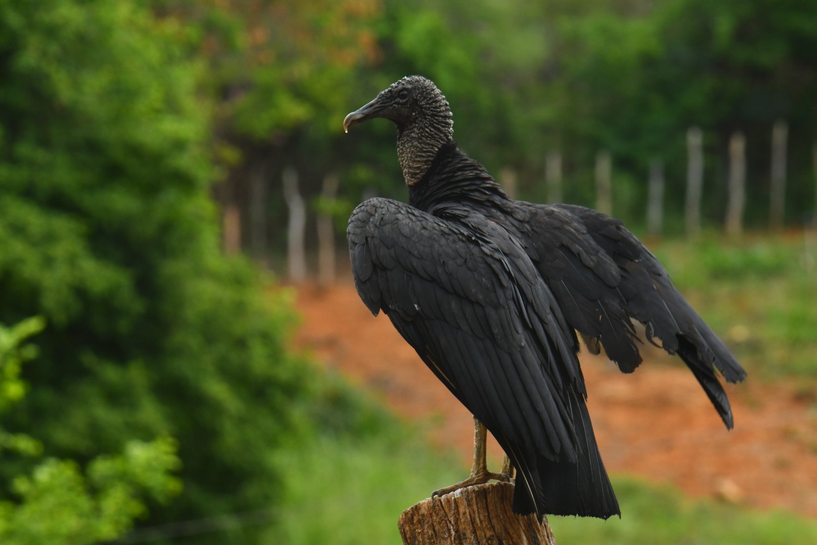 Black Vulture (Coragyps atratus)