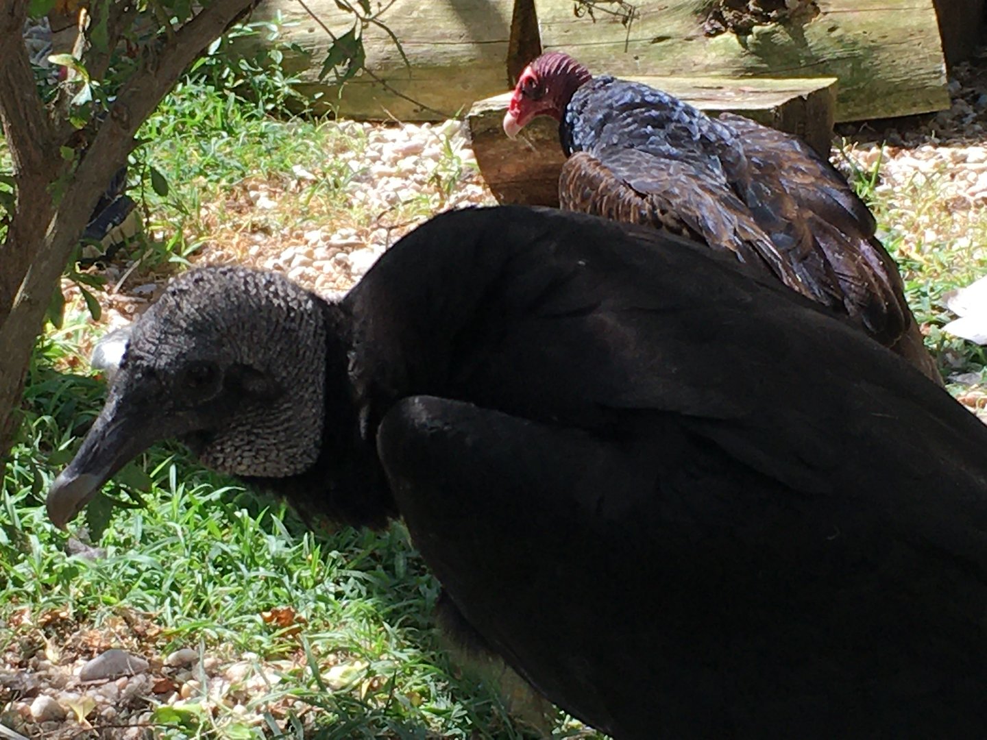 Black Vulture (Coragyps atratus)