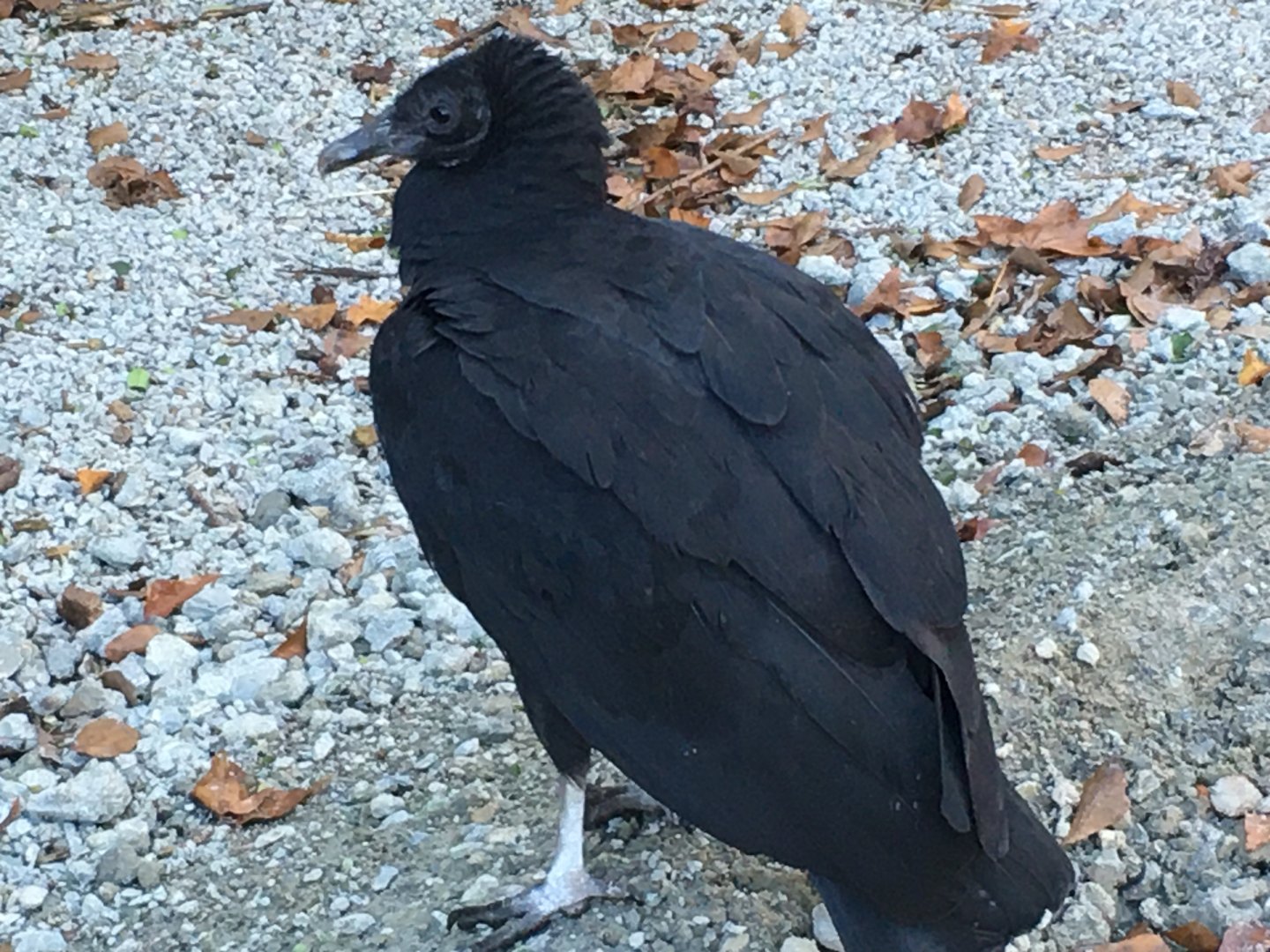 Black Vulture (Coragyps atratus)