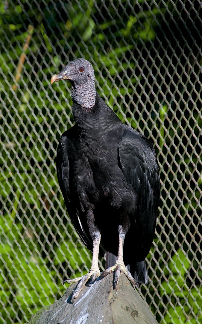 Black vulture (Coragyps atratus)
