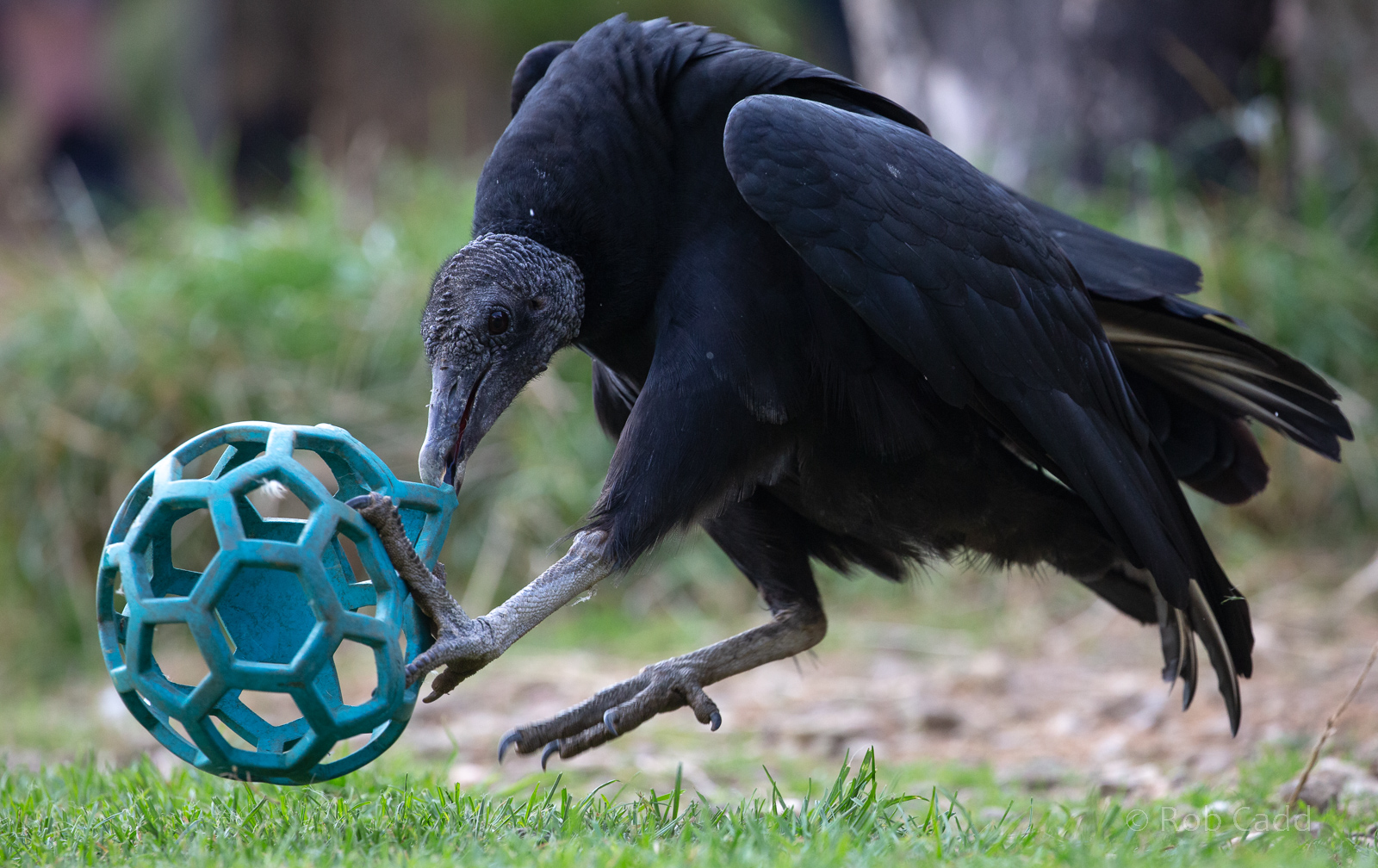 Black vulture : Cotswold Falconry Centre : 03 Sep 2021
