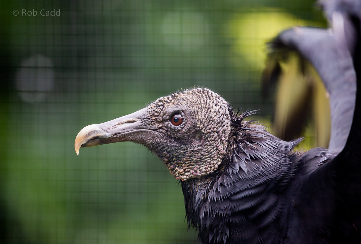 Black vulture : Cotswold Falconry Centre : 04 Sep 2020