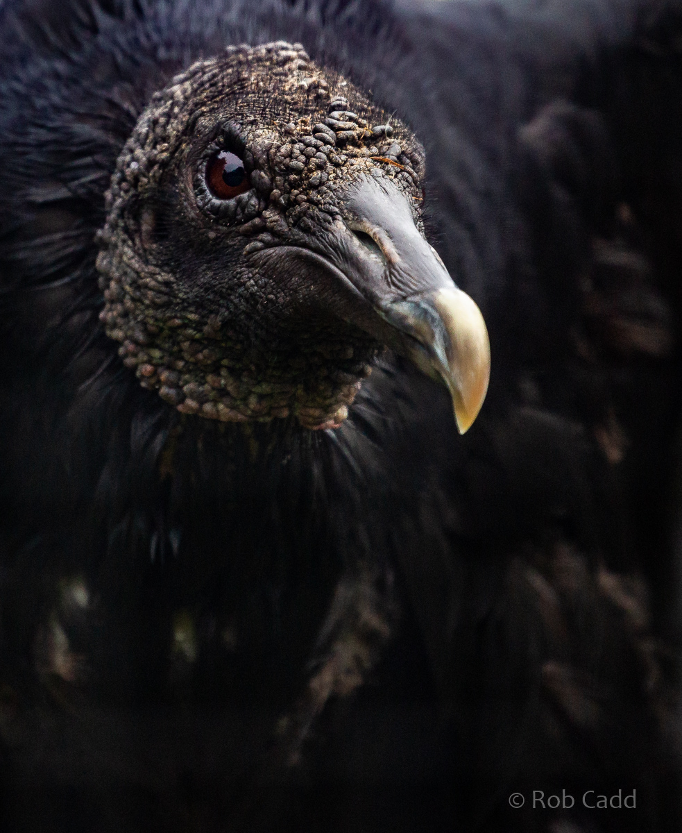 Black vulture : Cotswold Falconry Centre : 04 Sep 2020