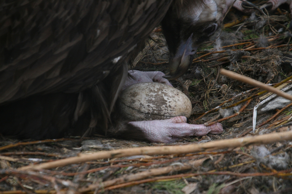 Black Vulture Egg