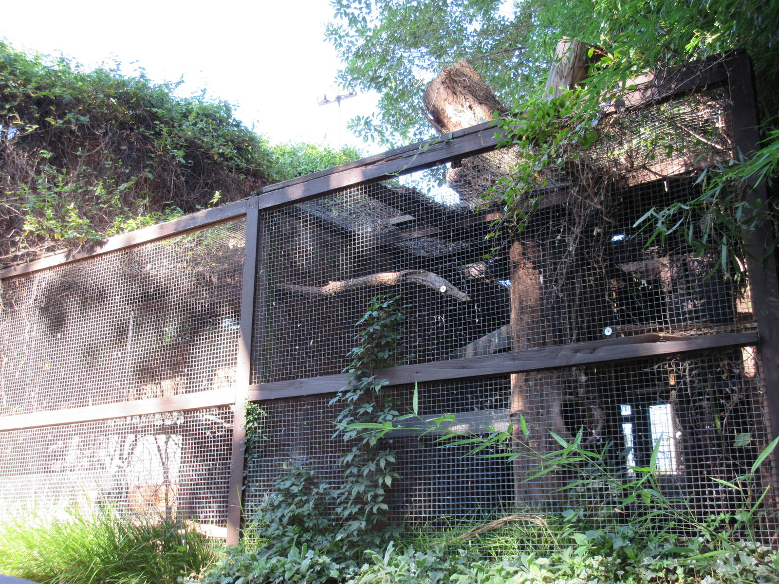 Black Vulture Exhibit