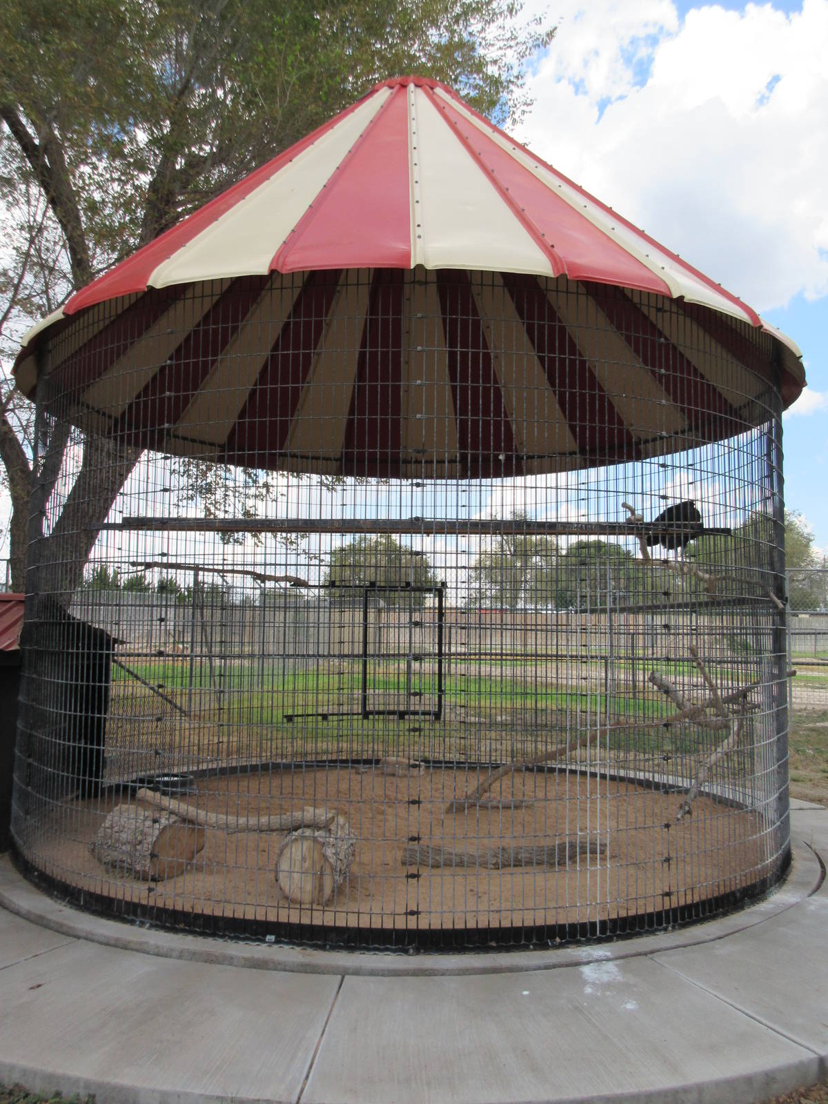 Black Vulture Exhibit