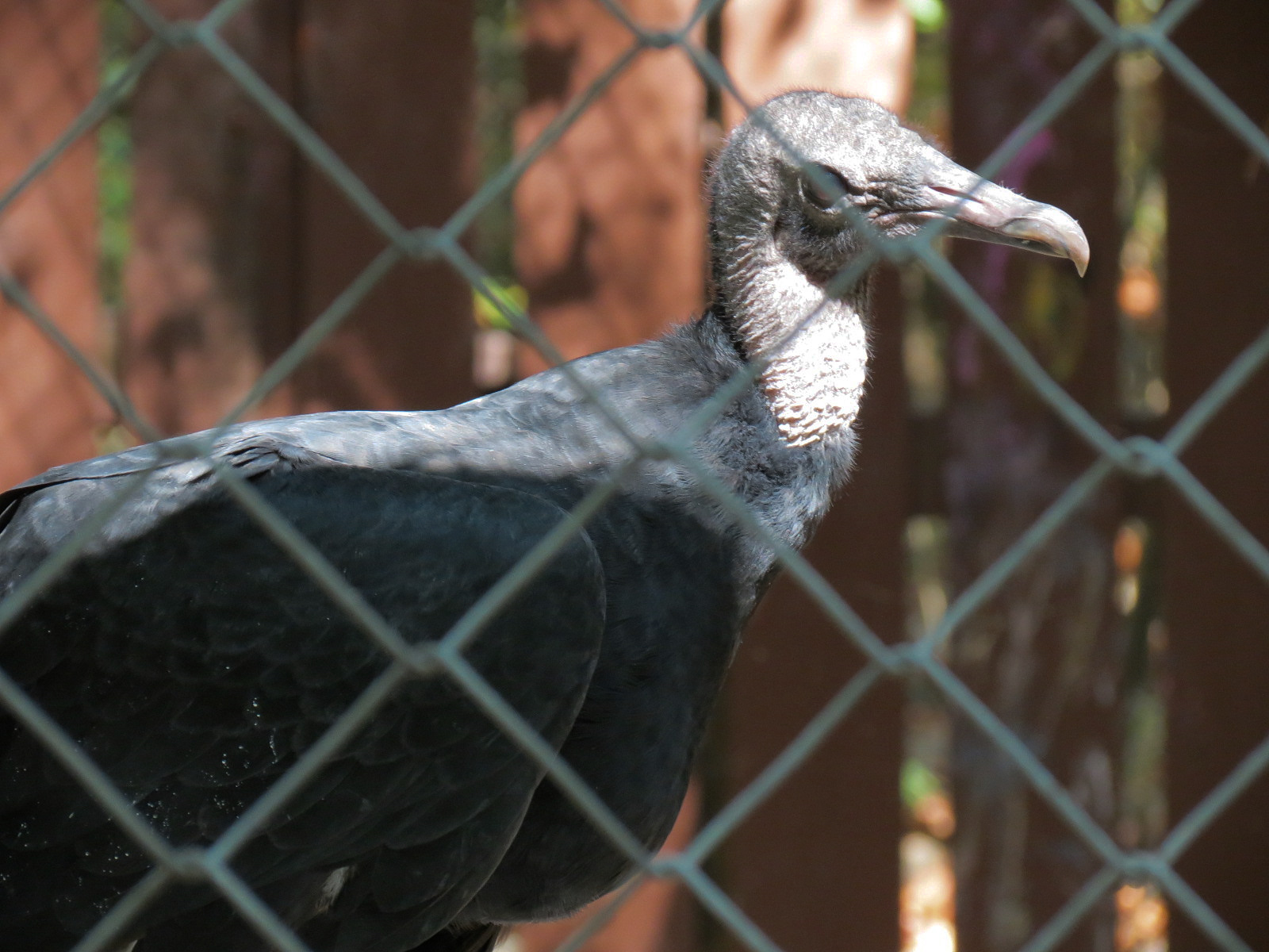Black Vulture Exhibit