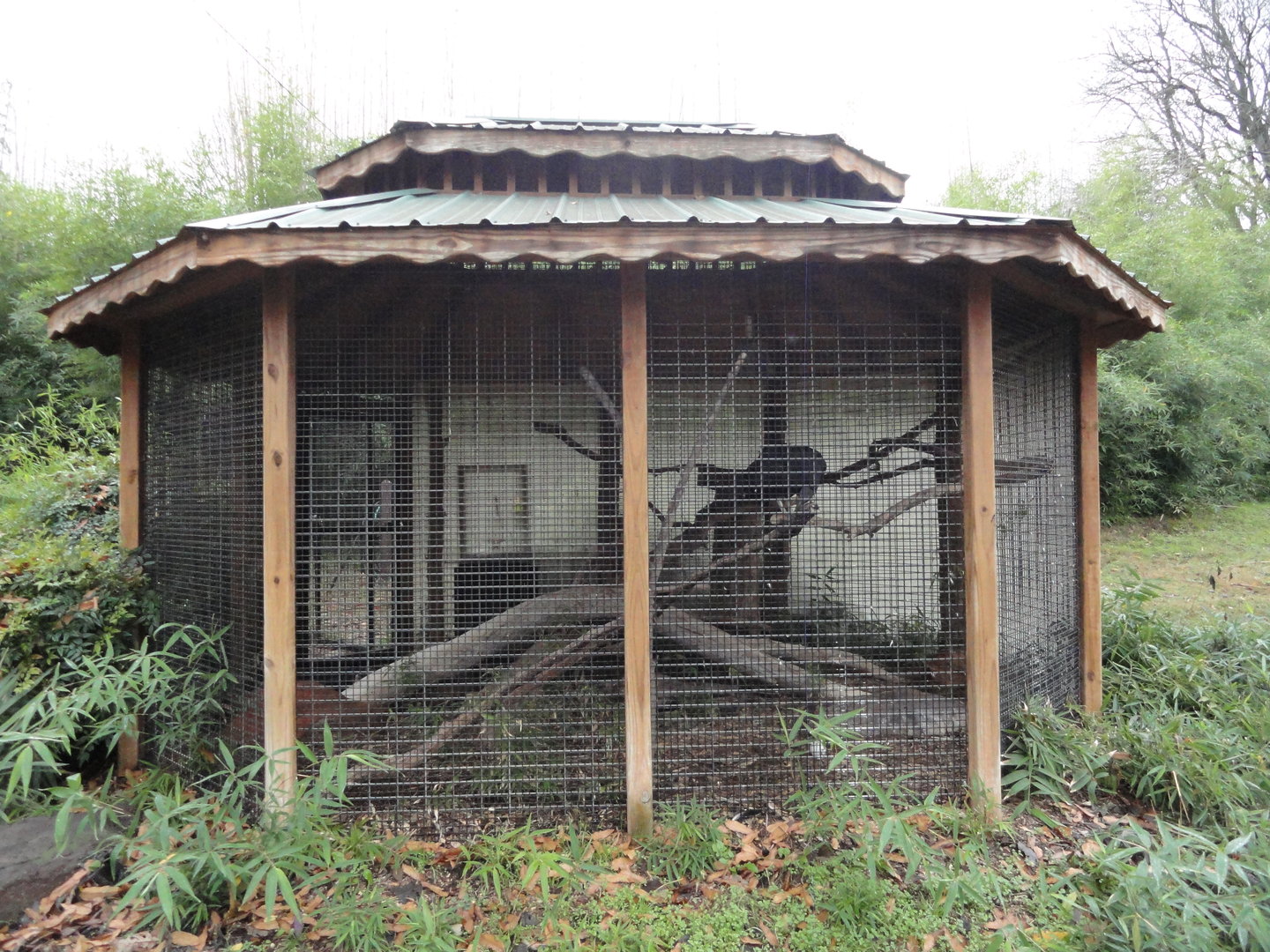 Black Vulture Exhibit