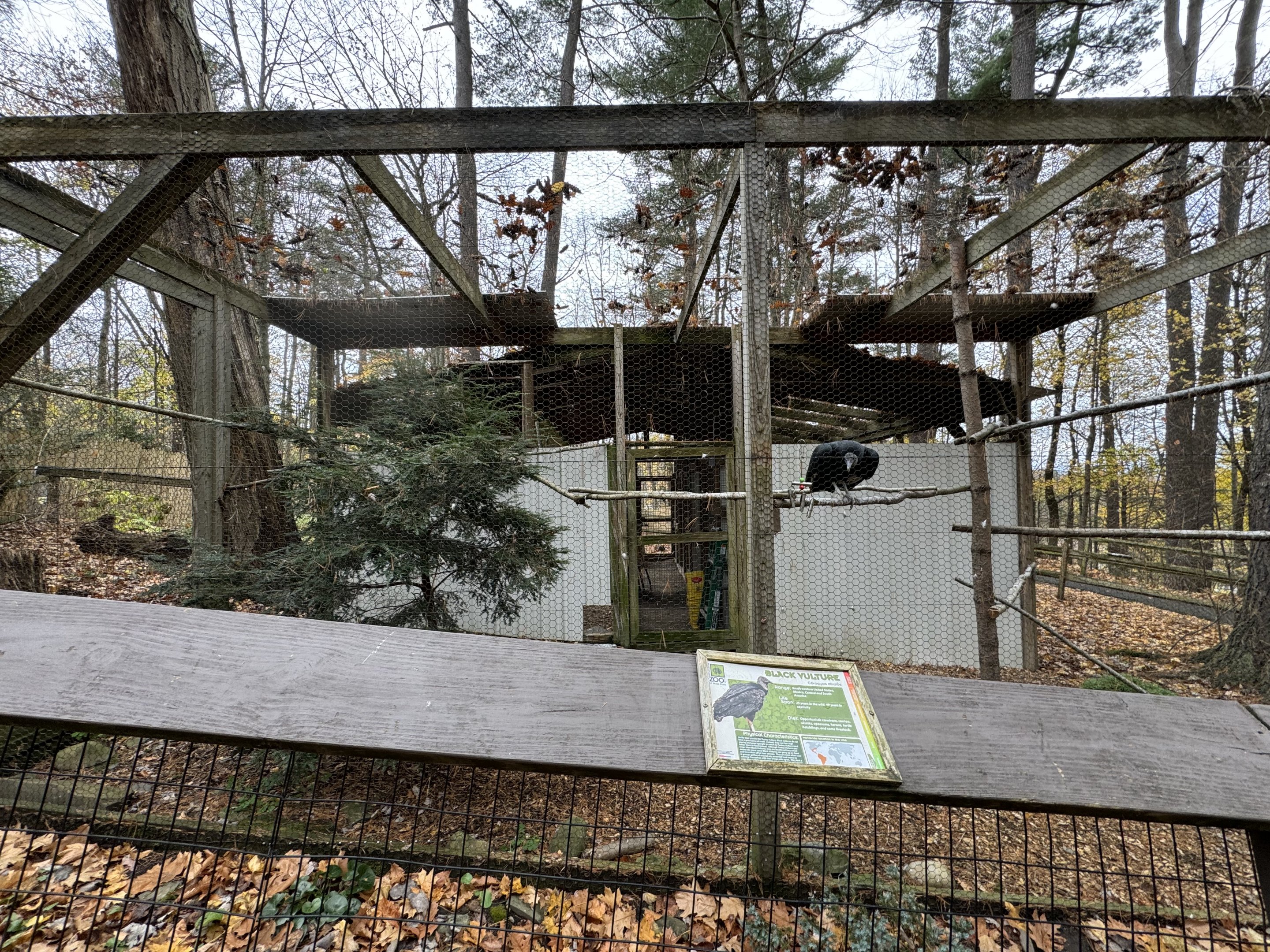 Black vulture exhibit