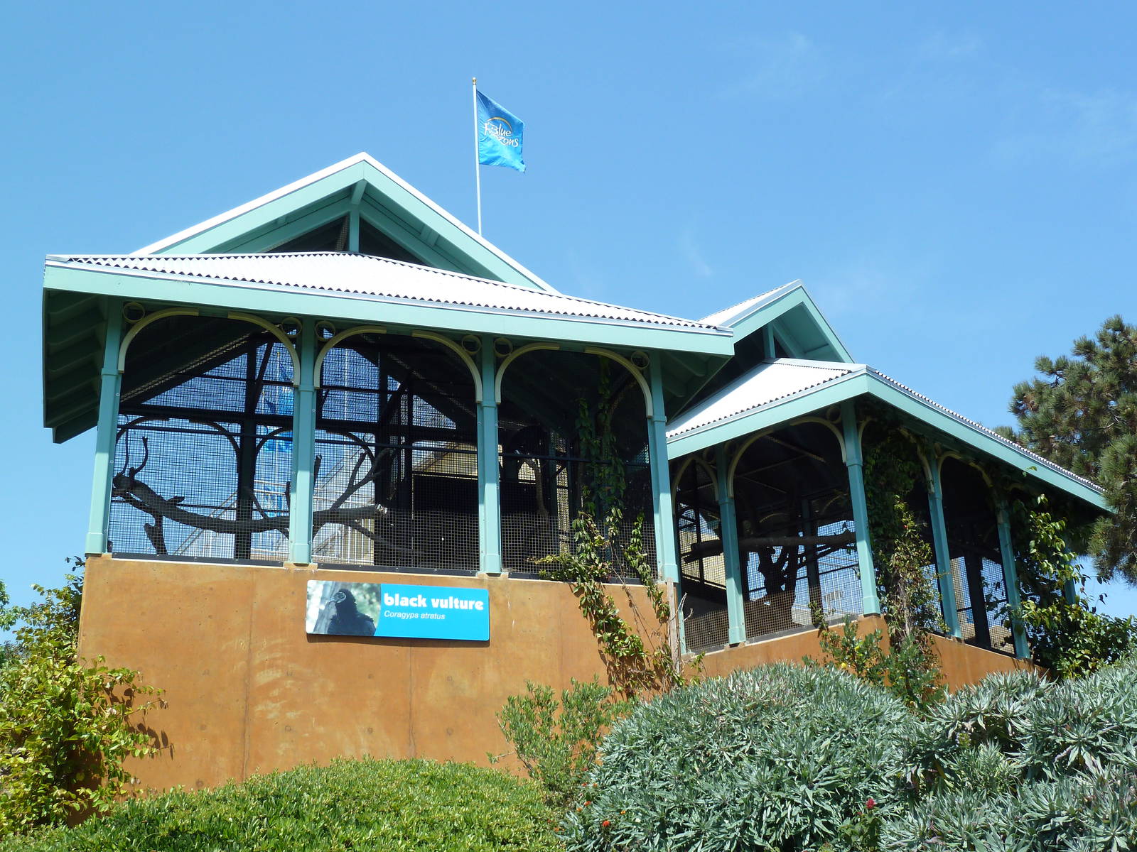 Black Vulture Exhibits