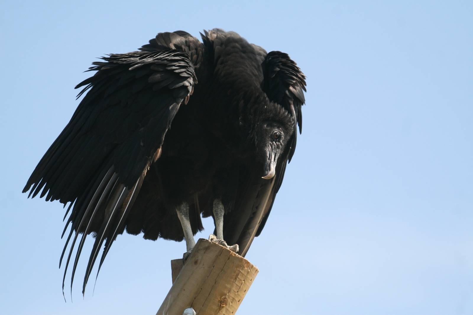 Black Vulture, Gauntlet 2009