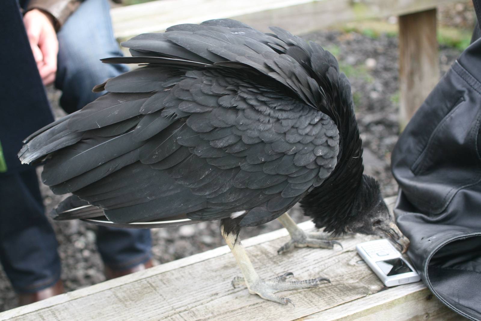 Black Vulture, Gauntlet 2010