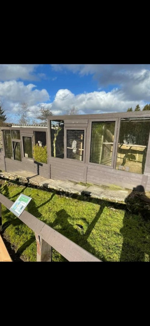 Black vulture Great grey owl and Ural owl