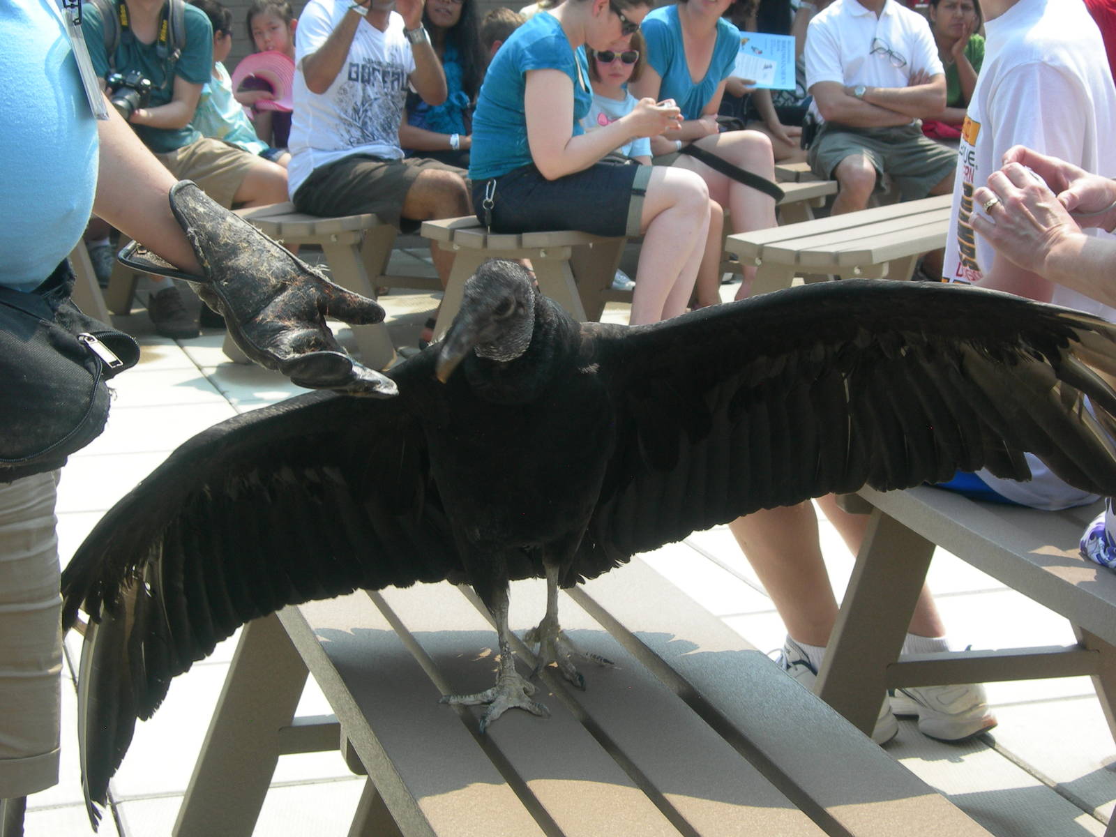 Black Vulture in Sky Deck Presentation