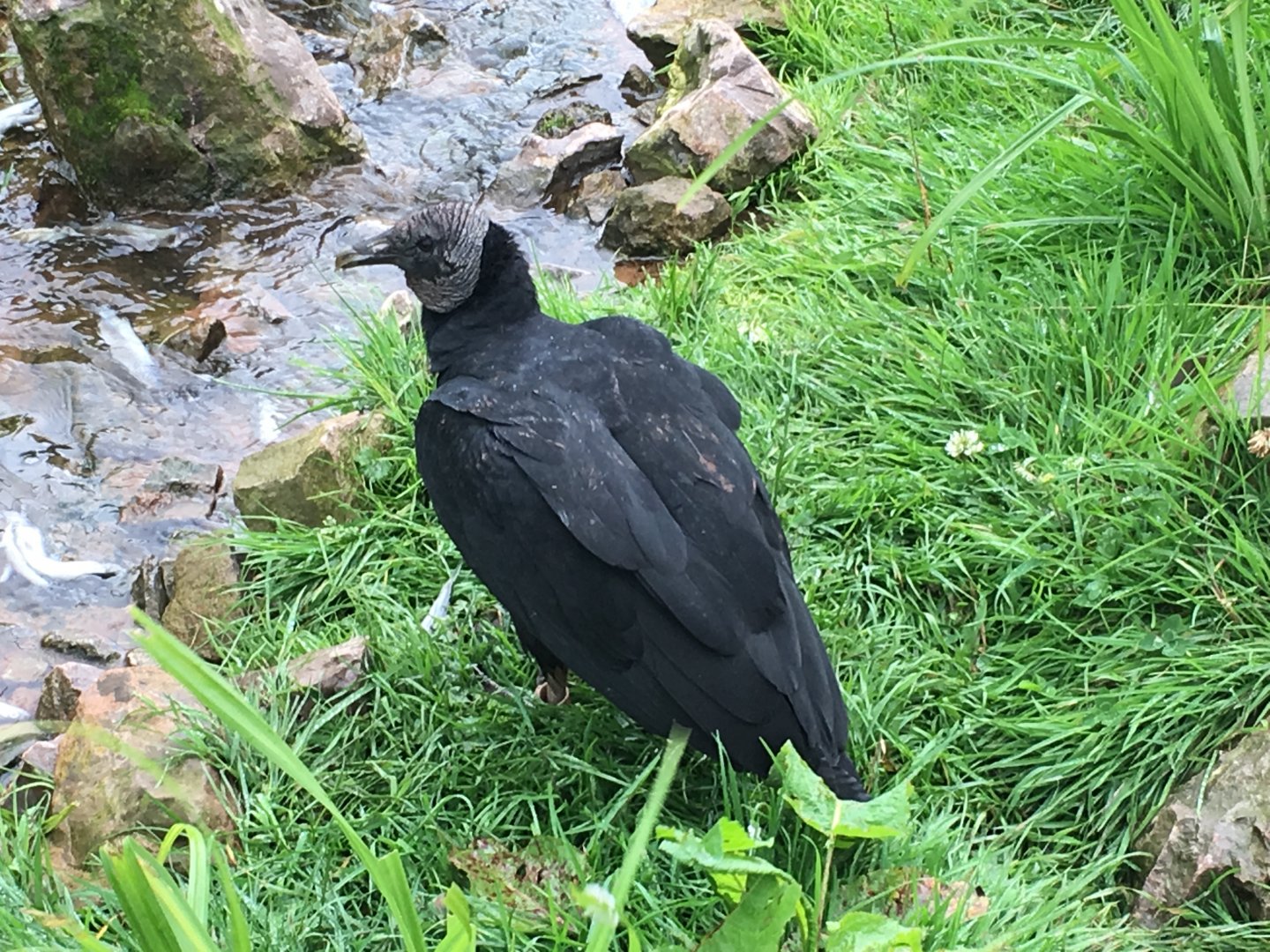 Black vulture in walkthrough vulture aviary 030817
