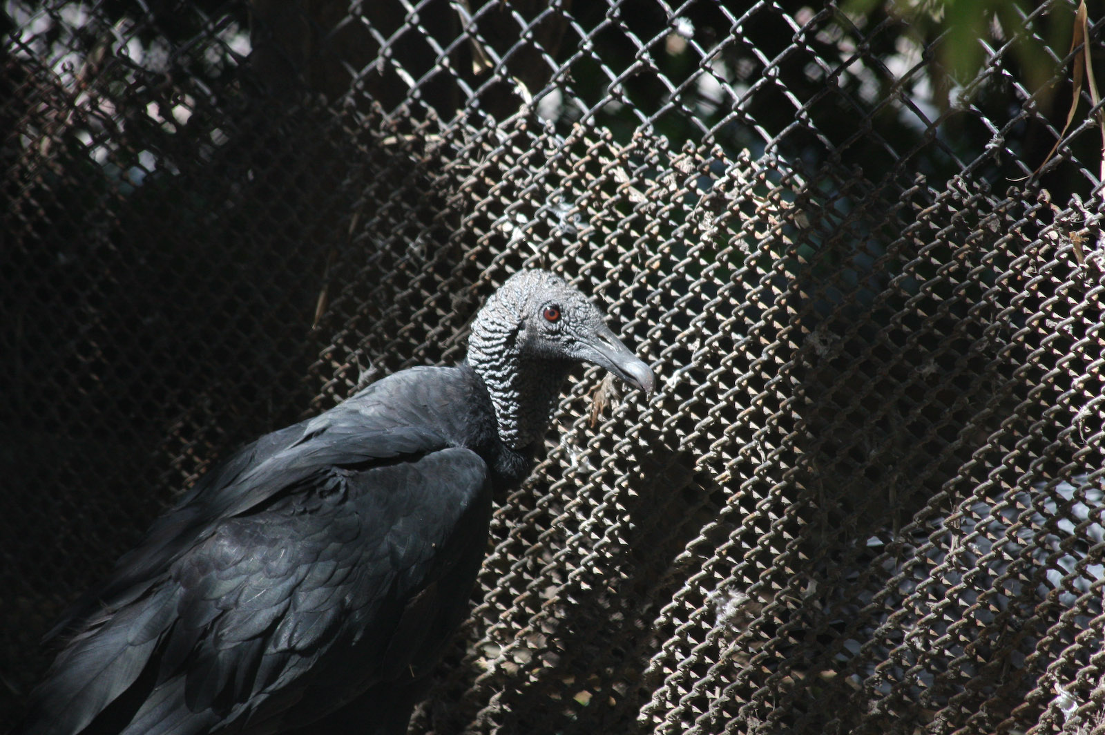 Black Vulture - Jan 2008