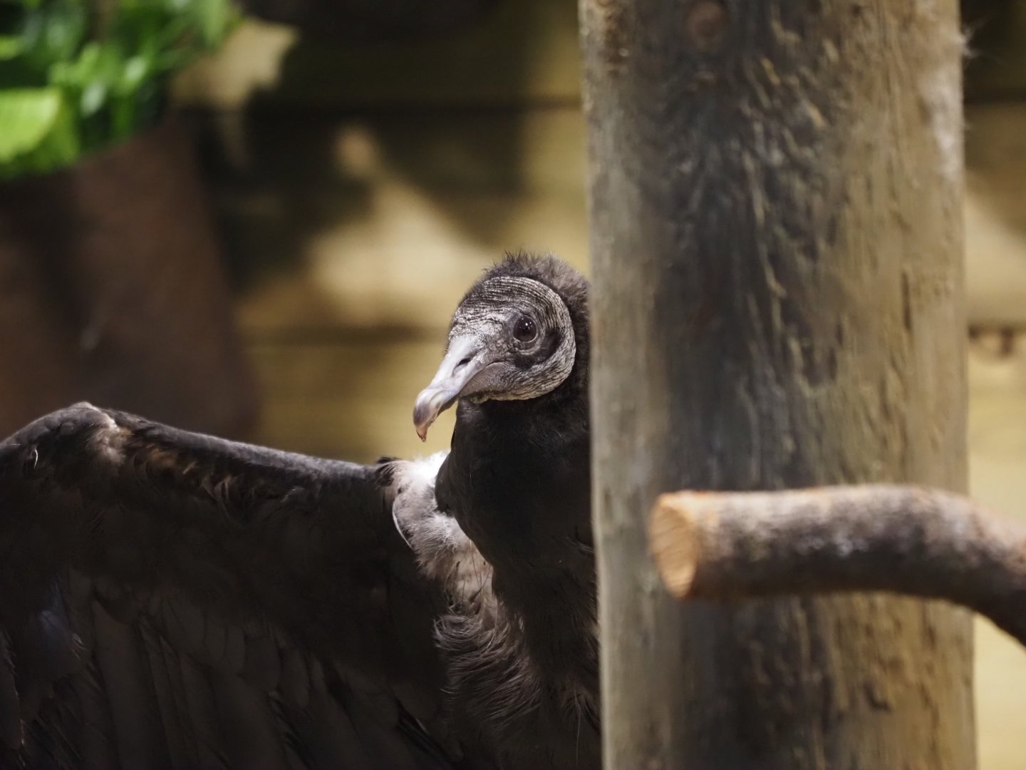 Black Vulture "Joker" 1