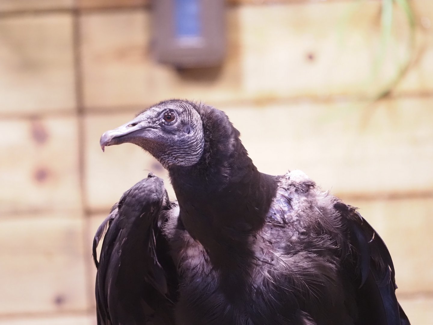 Black Vulture "Joker" 2