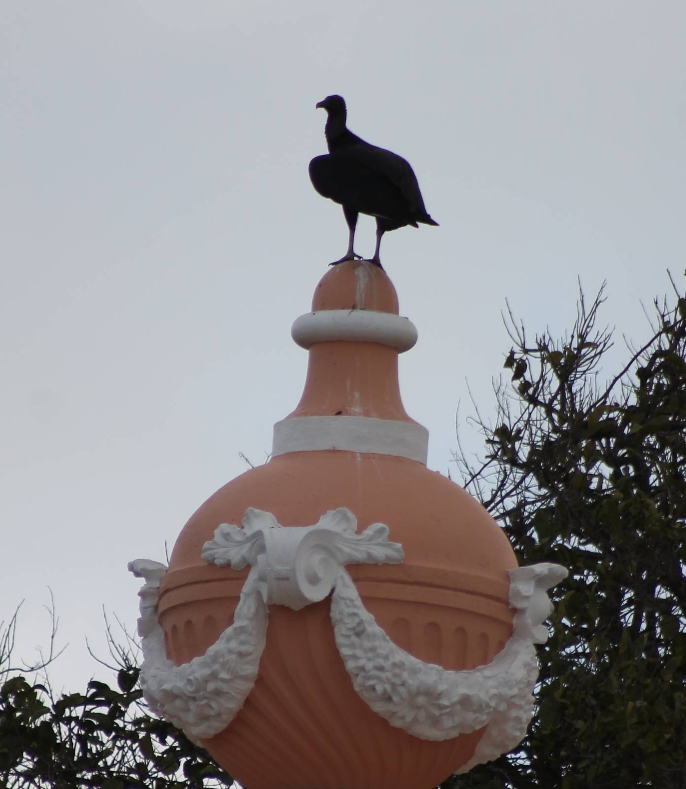 Black vulture on the zoo-entrance