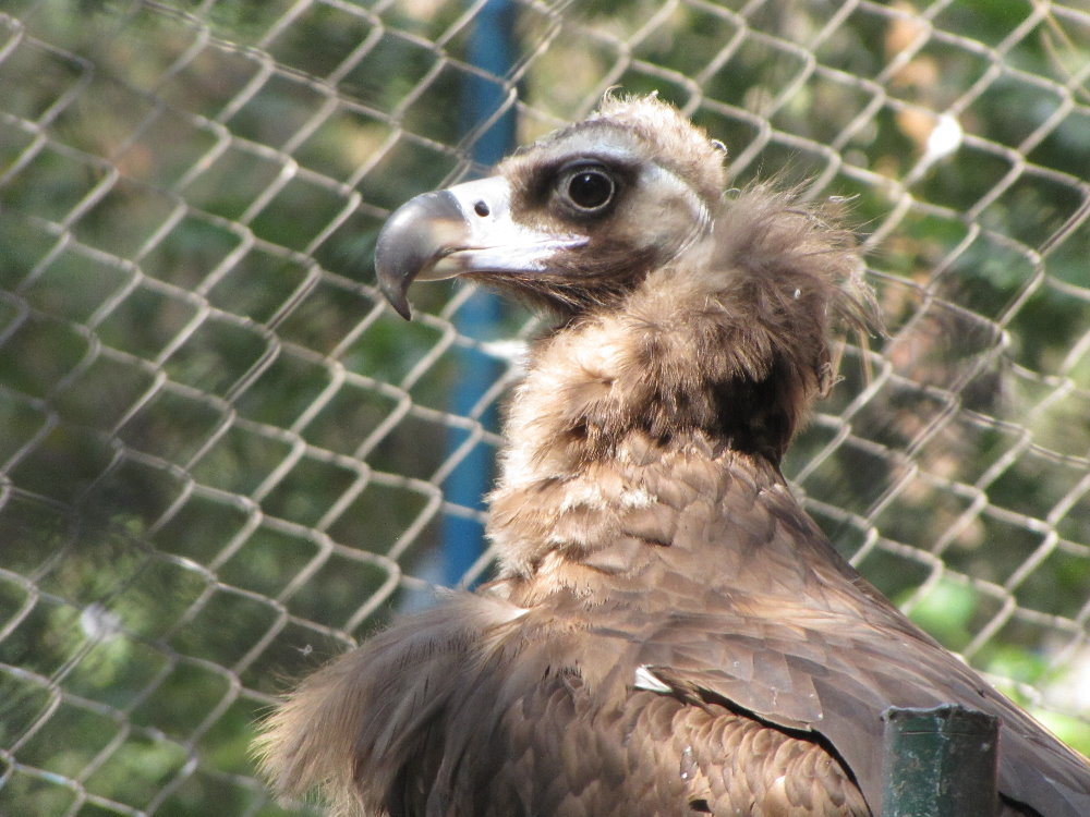 black vulture(tehran zoo)