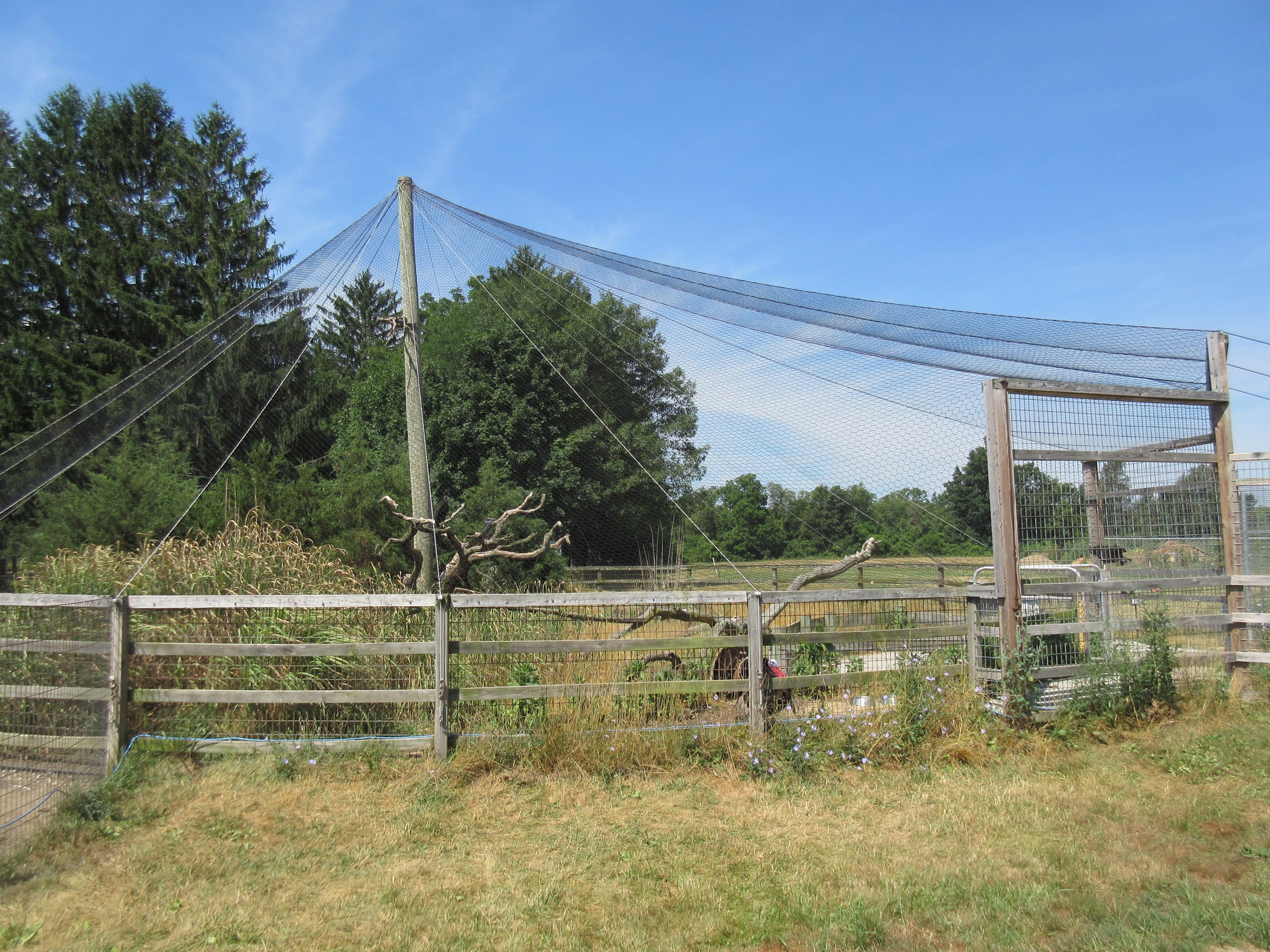 Black Vulture/Wild Turkey Aviary