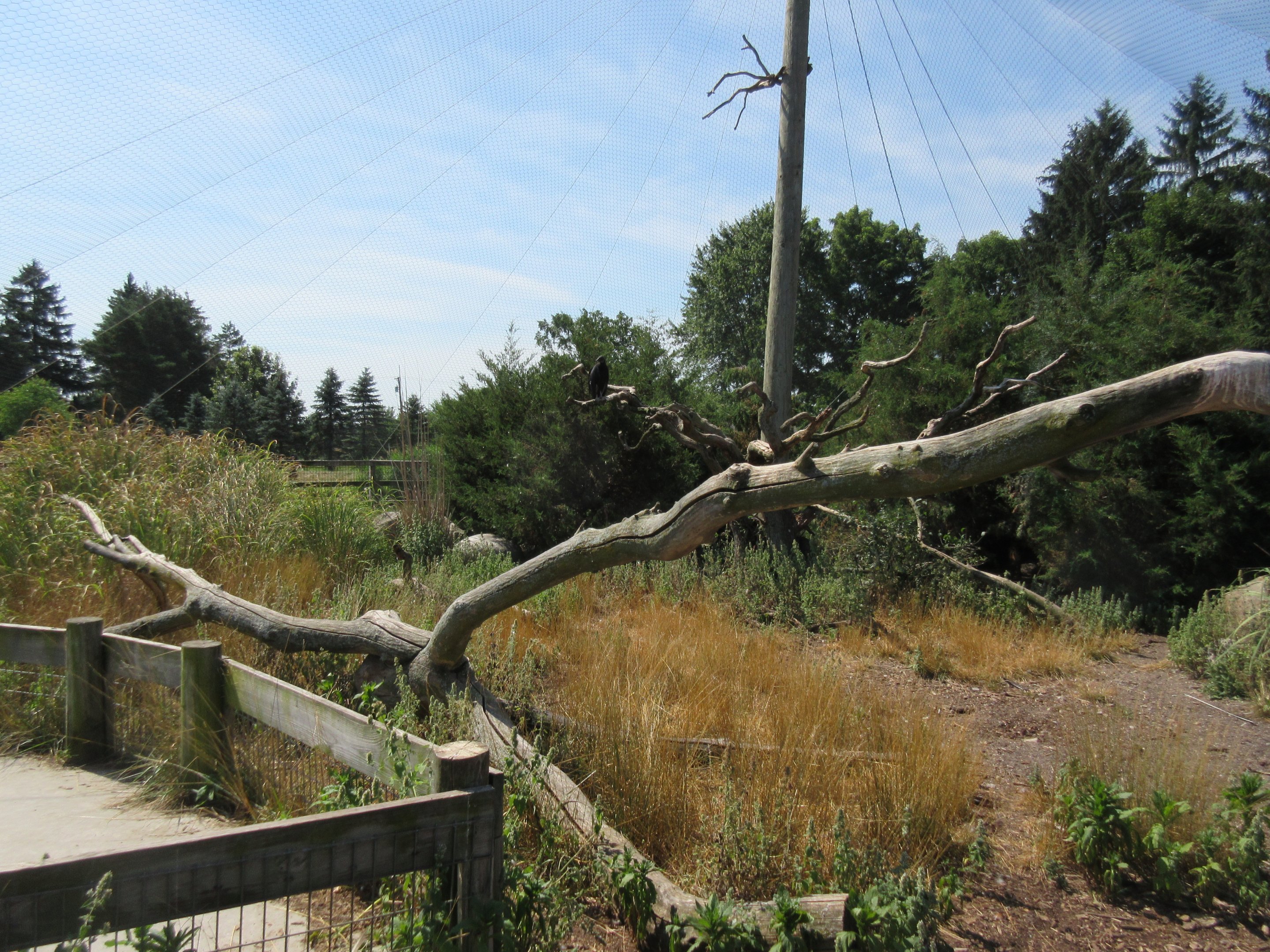 Black Vulture/Wild Turkey Aviary