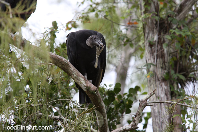 black vulture (wild)
