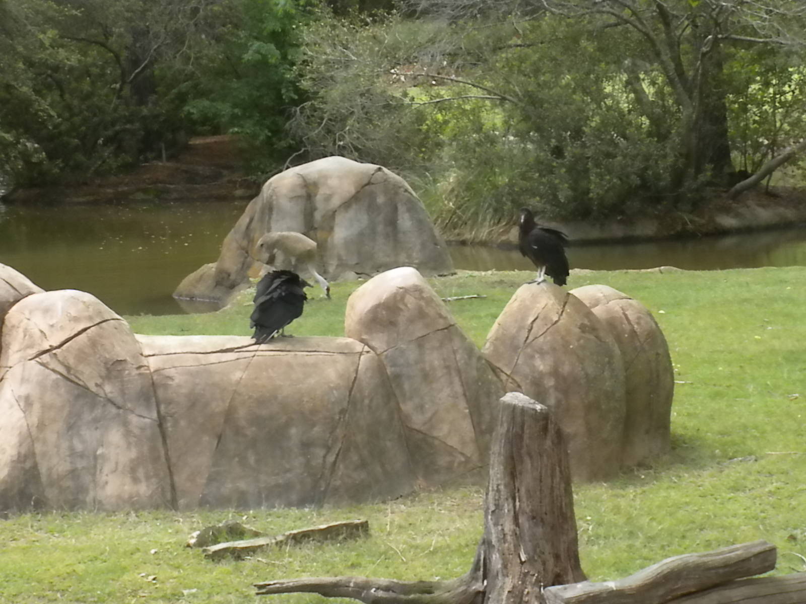 Black Vulture