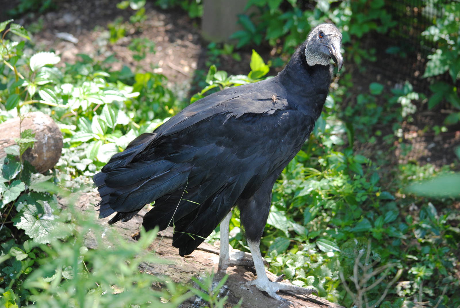 Black Vulture