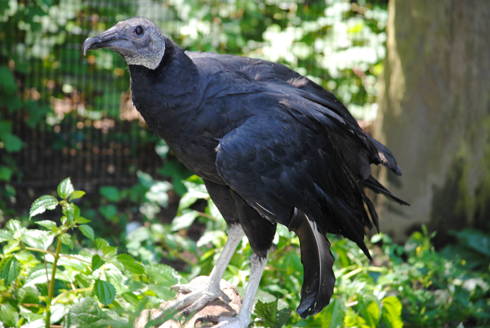 Black Vulture