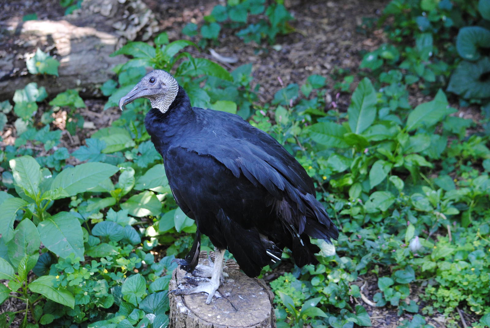 Black Vulture