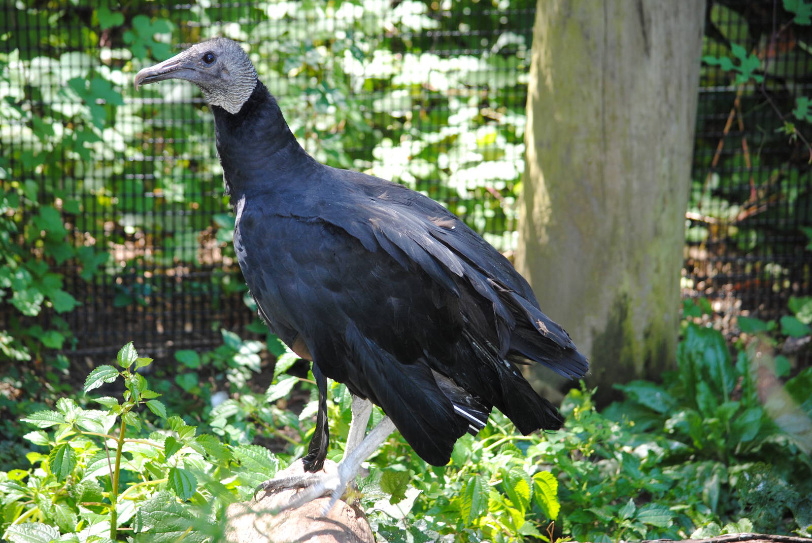 Black Vulture