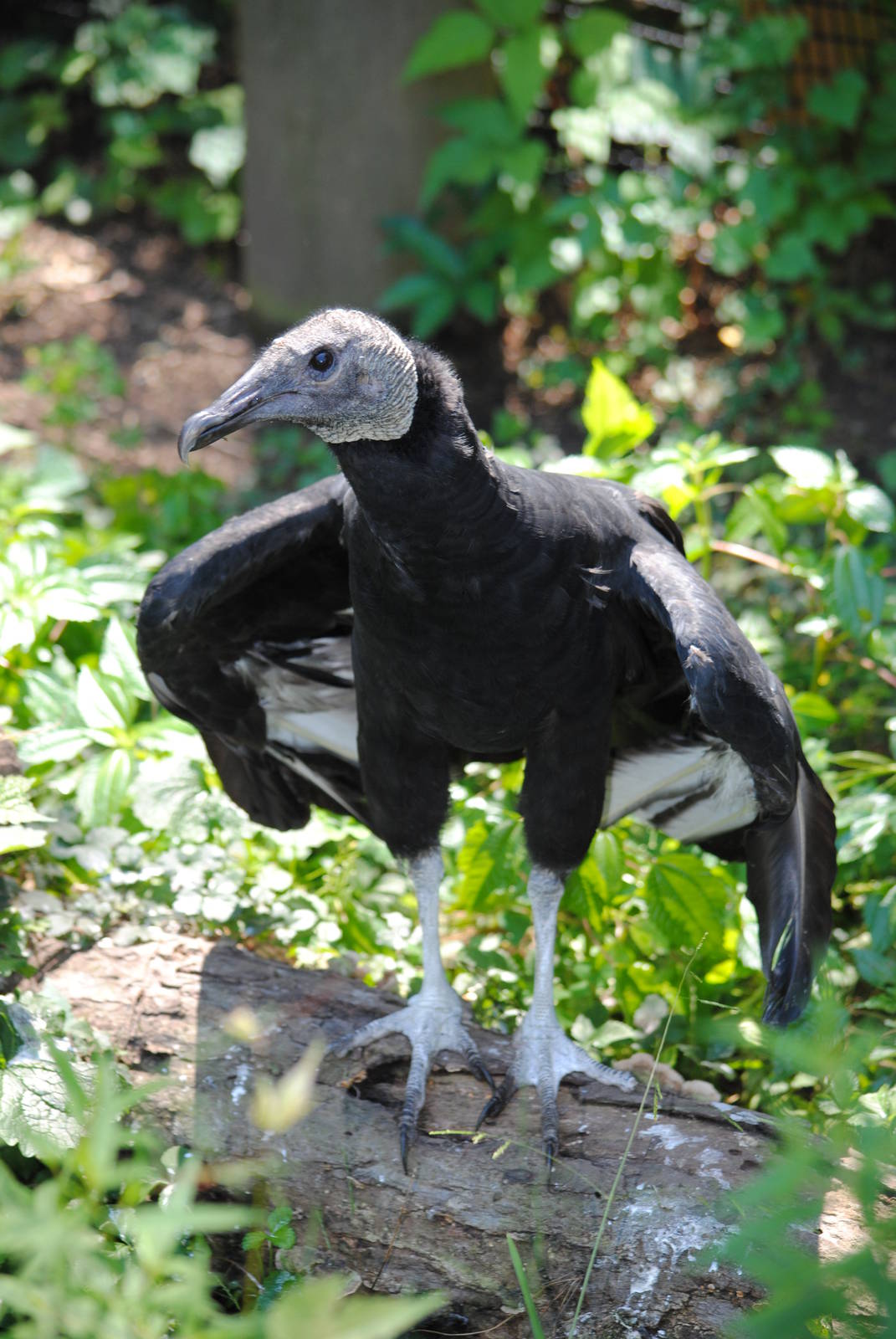 Black Vulture