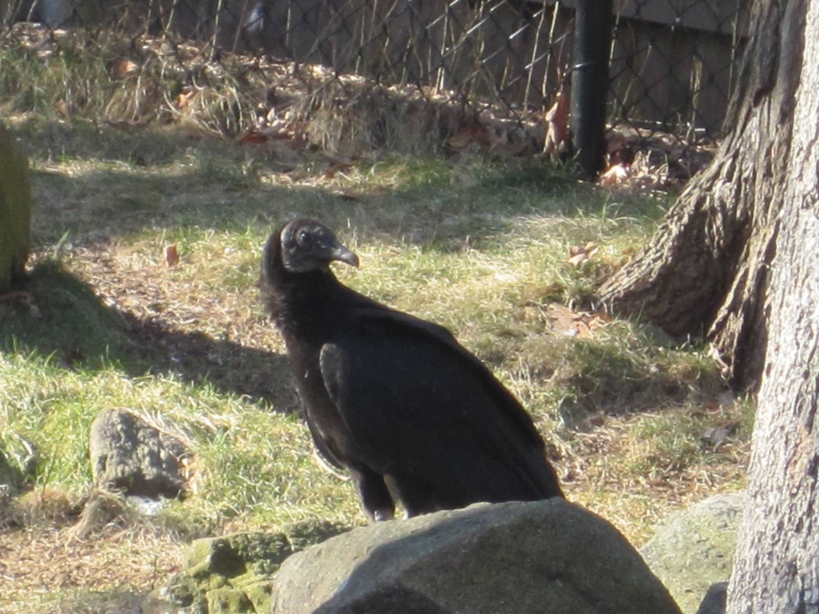 Black Vulture