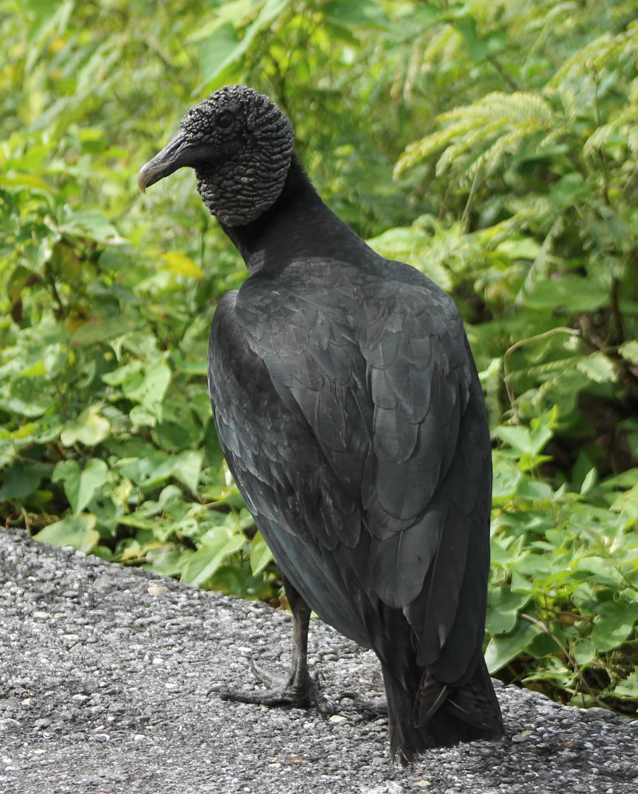 Black vulture