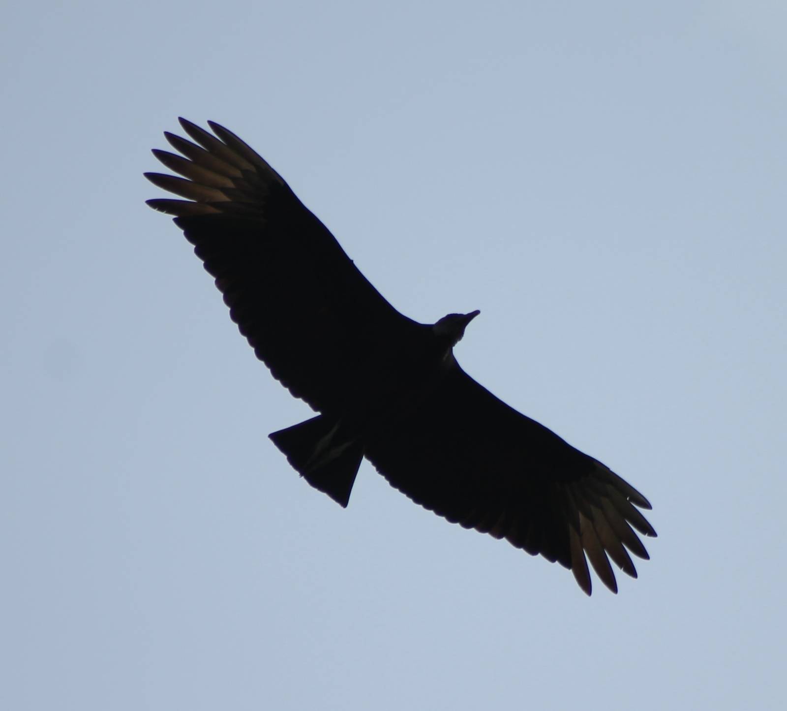 Black vulture