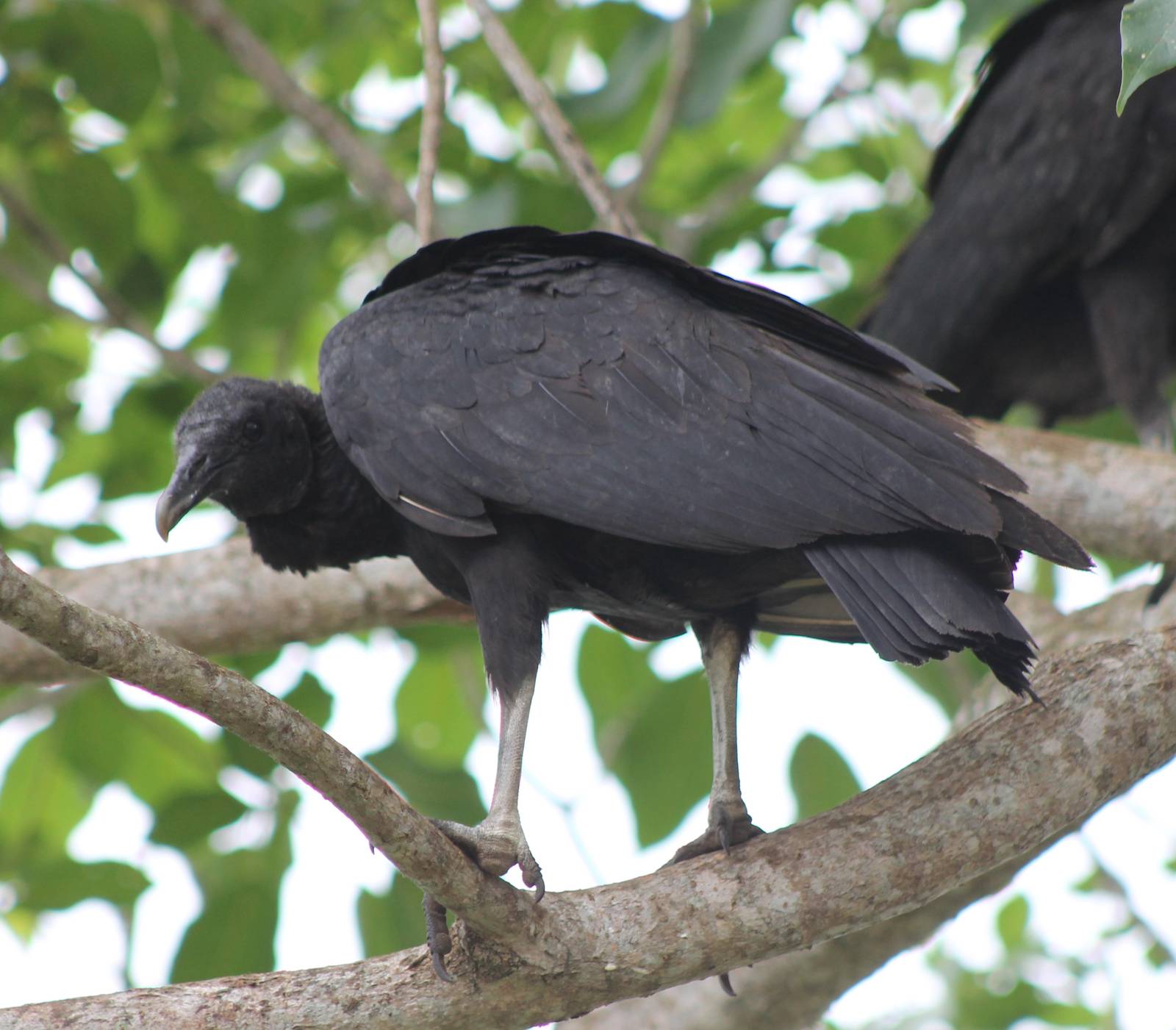 Black vulture