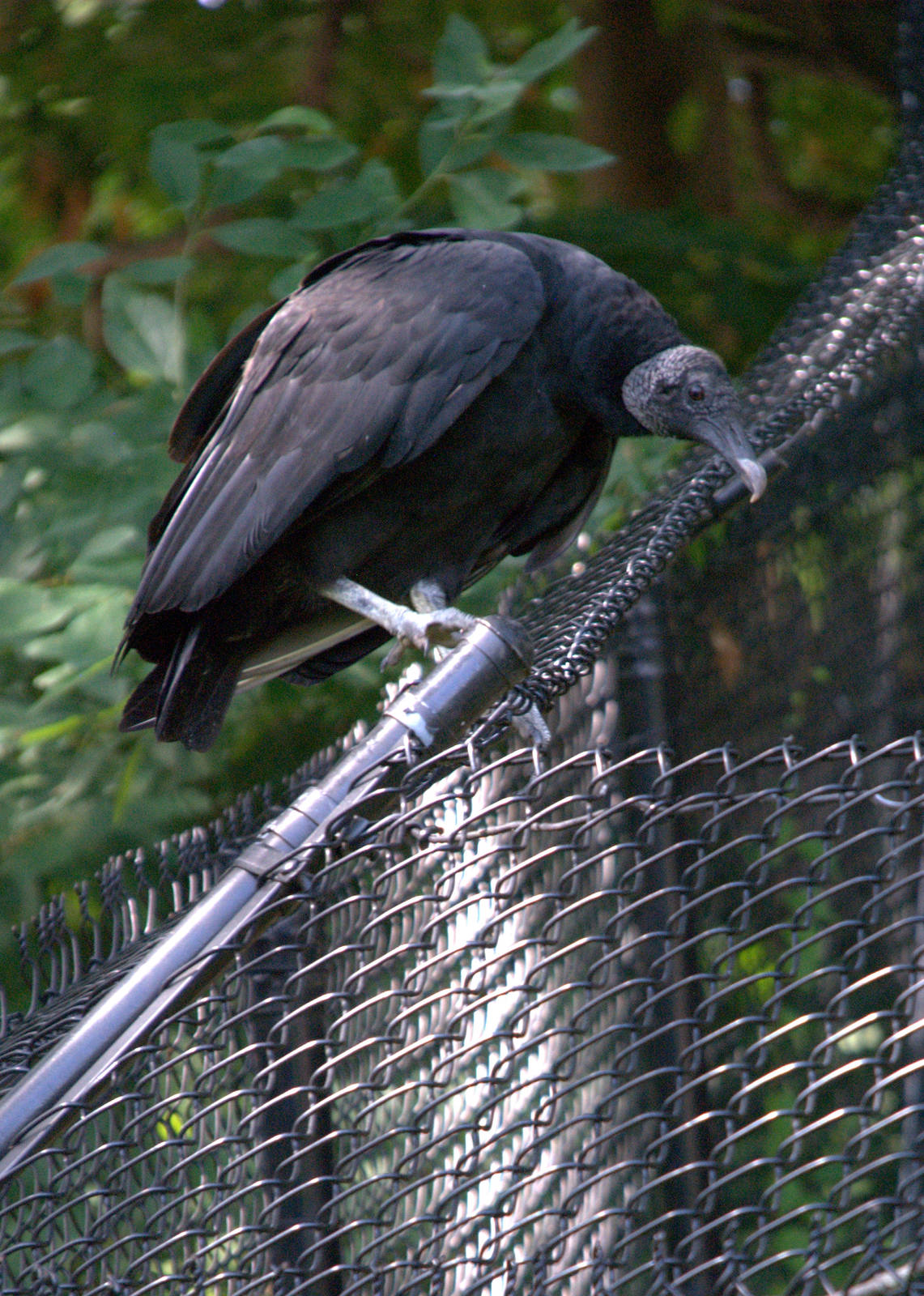 Black Vulture