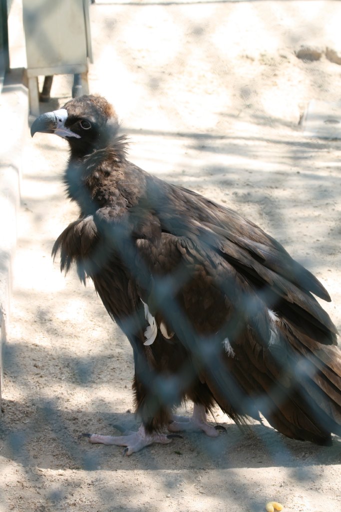 Black Vulture