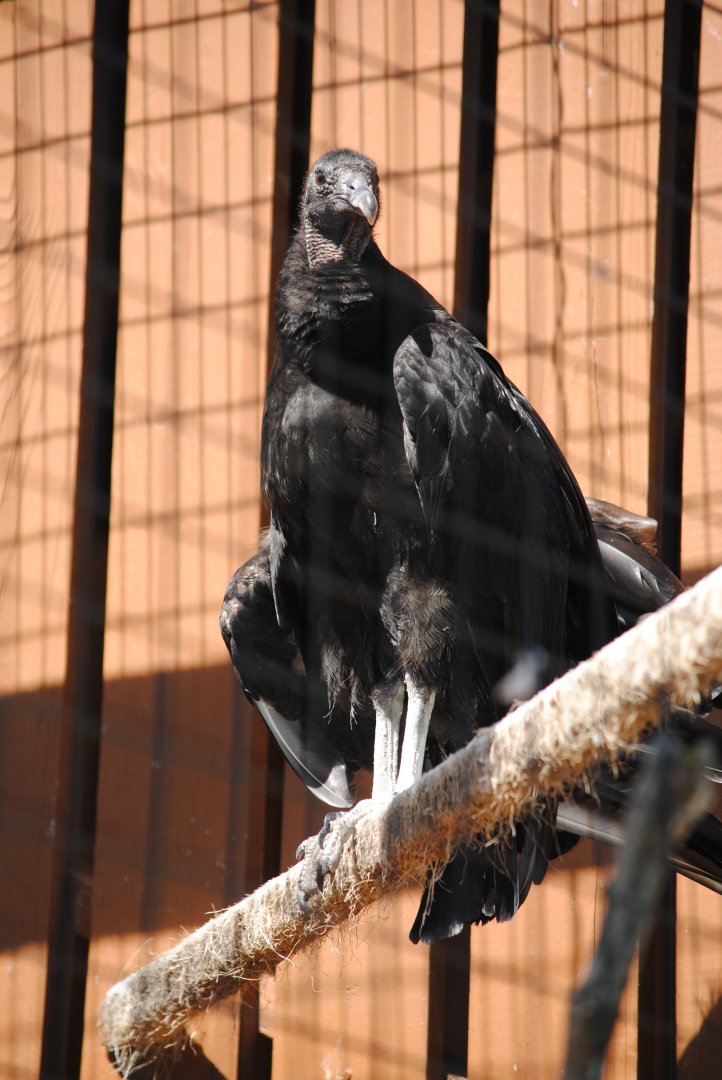 Black Vulture