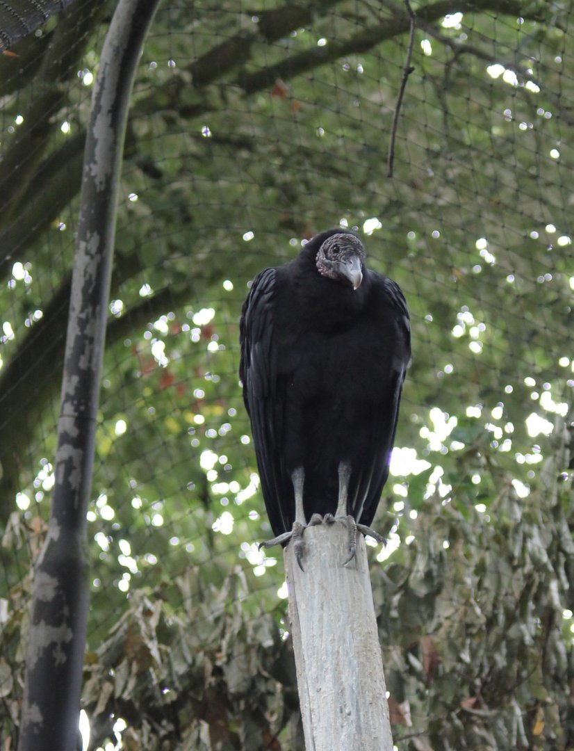 Black vulture