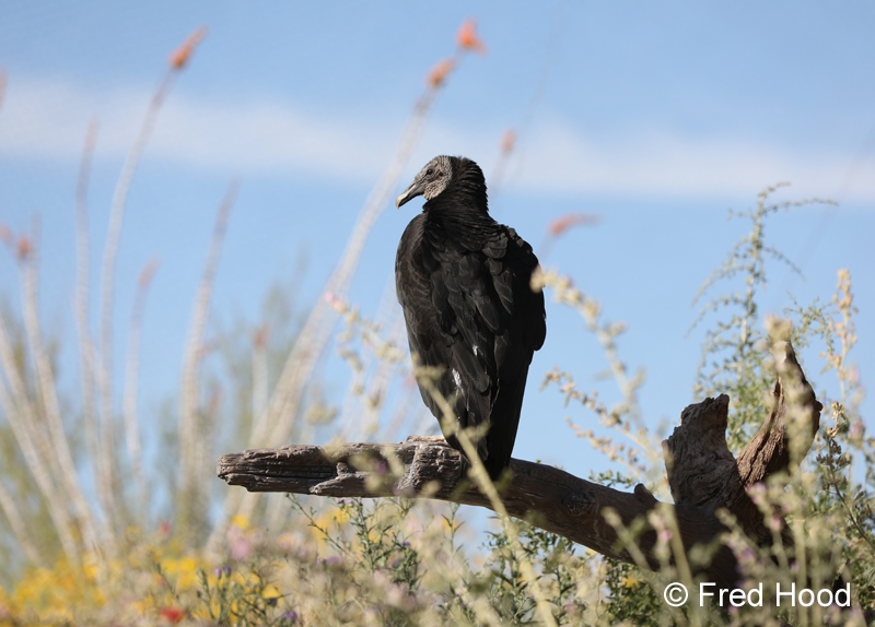 black vulture