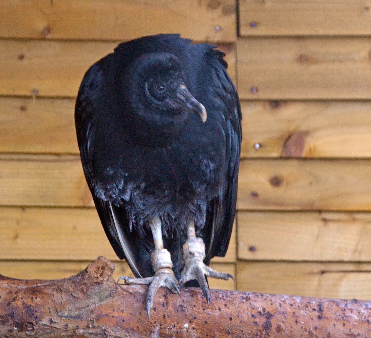 Black vulture