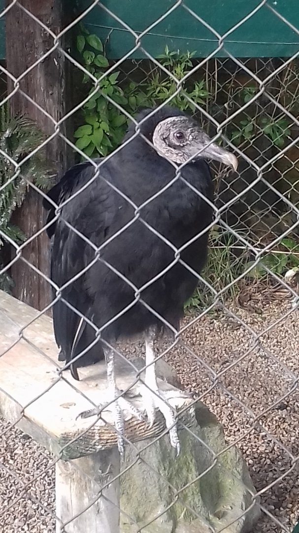 Black vulture