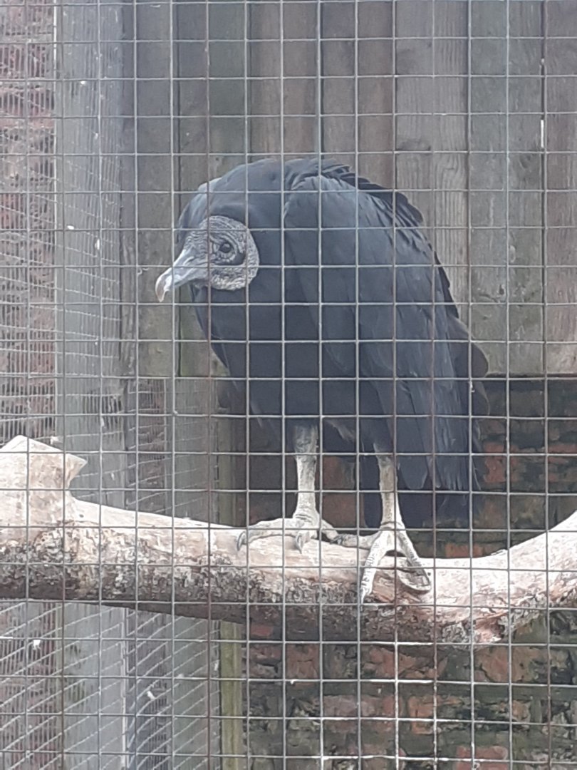Black vulture