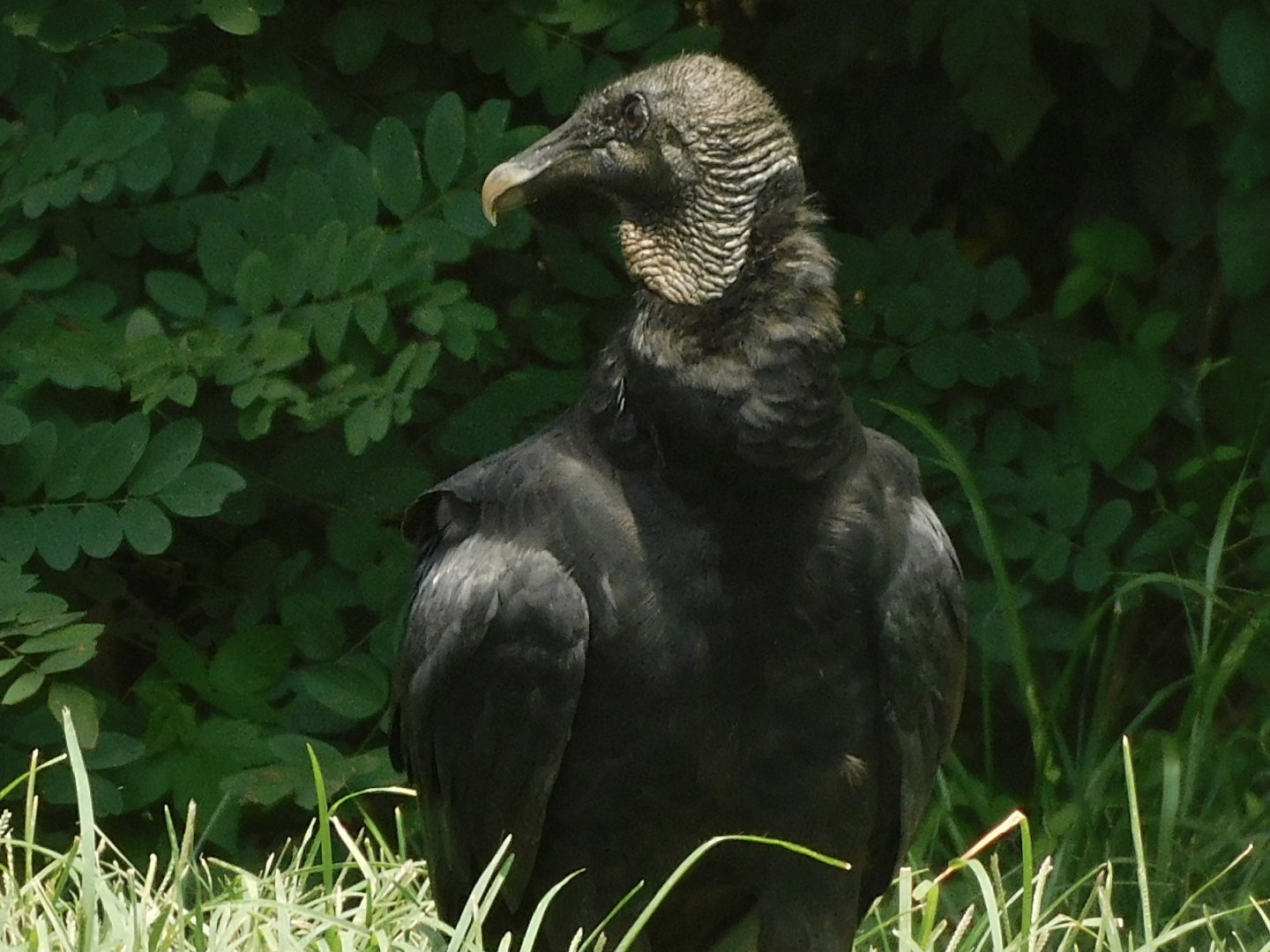 Black vulture
